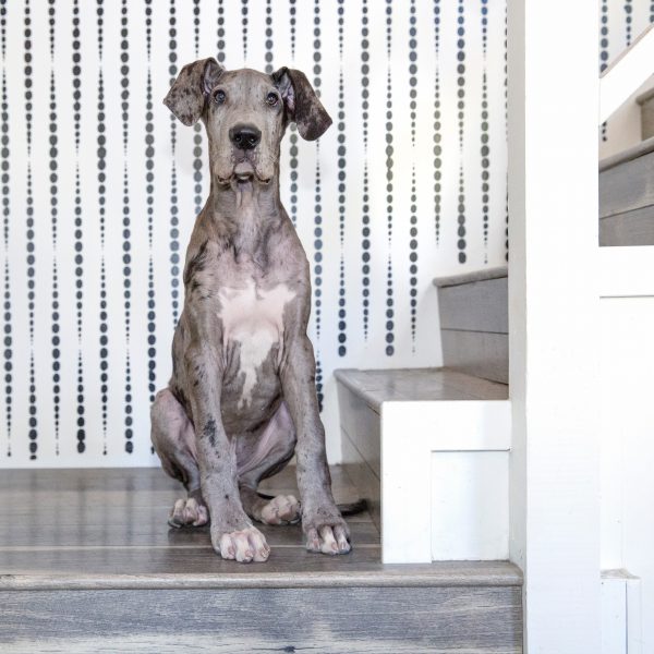 great dane puppy sitting by a staircase