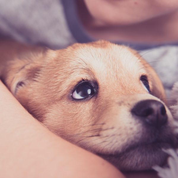 closeup up family member cuddling a small brown puppy