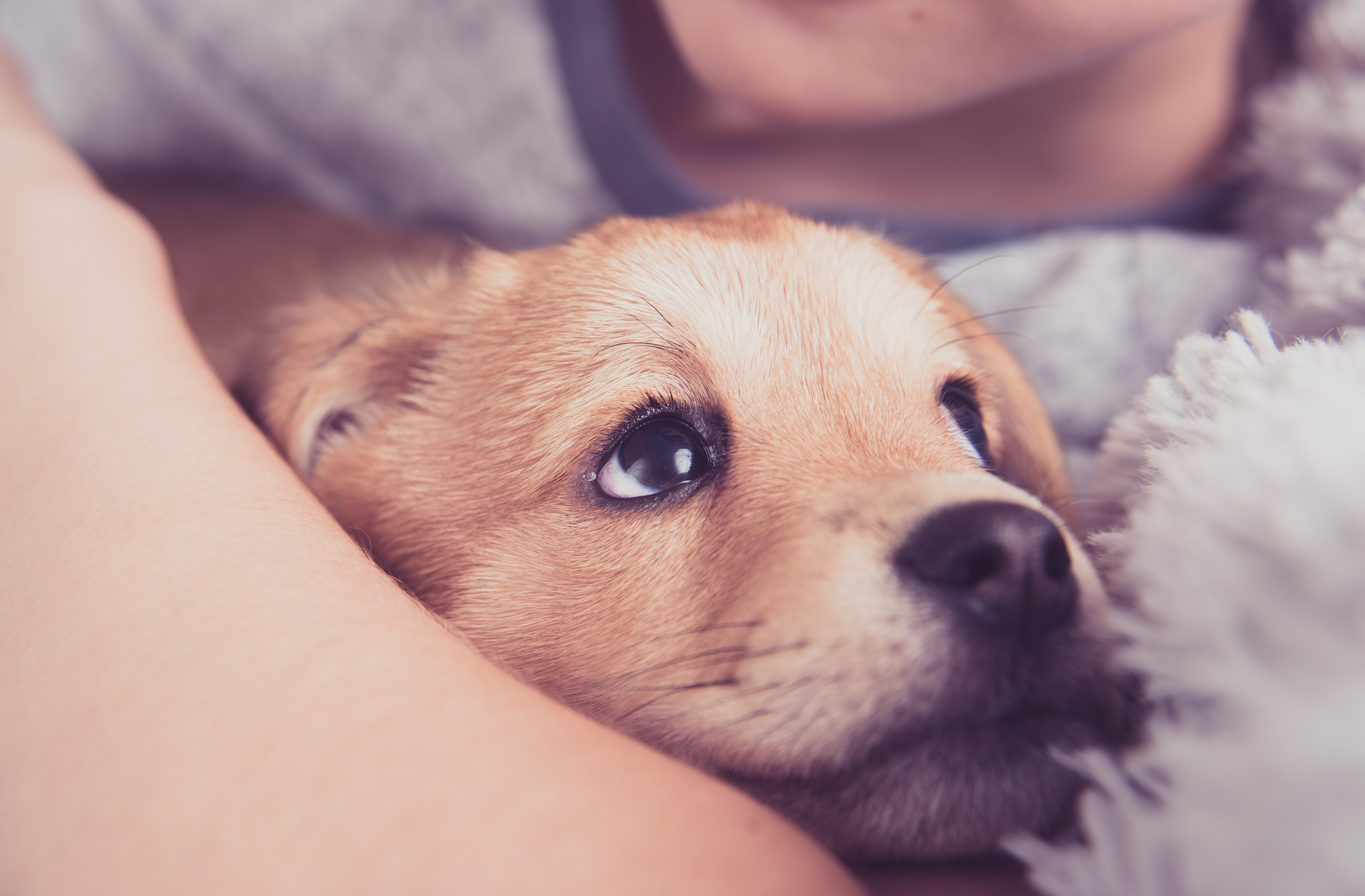 How To Build A Bond With Your Dog - Greenfield Puppies