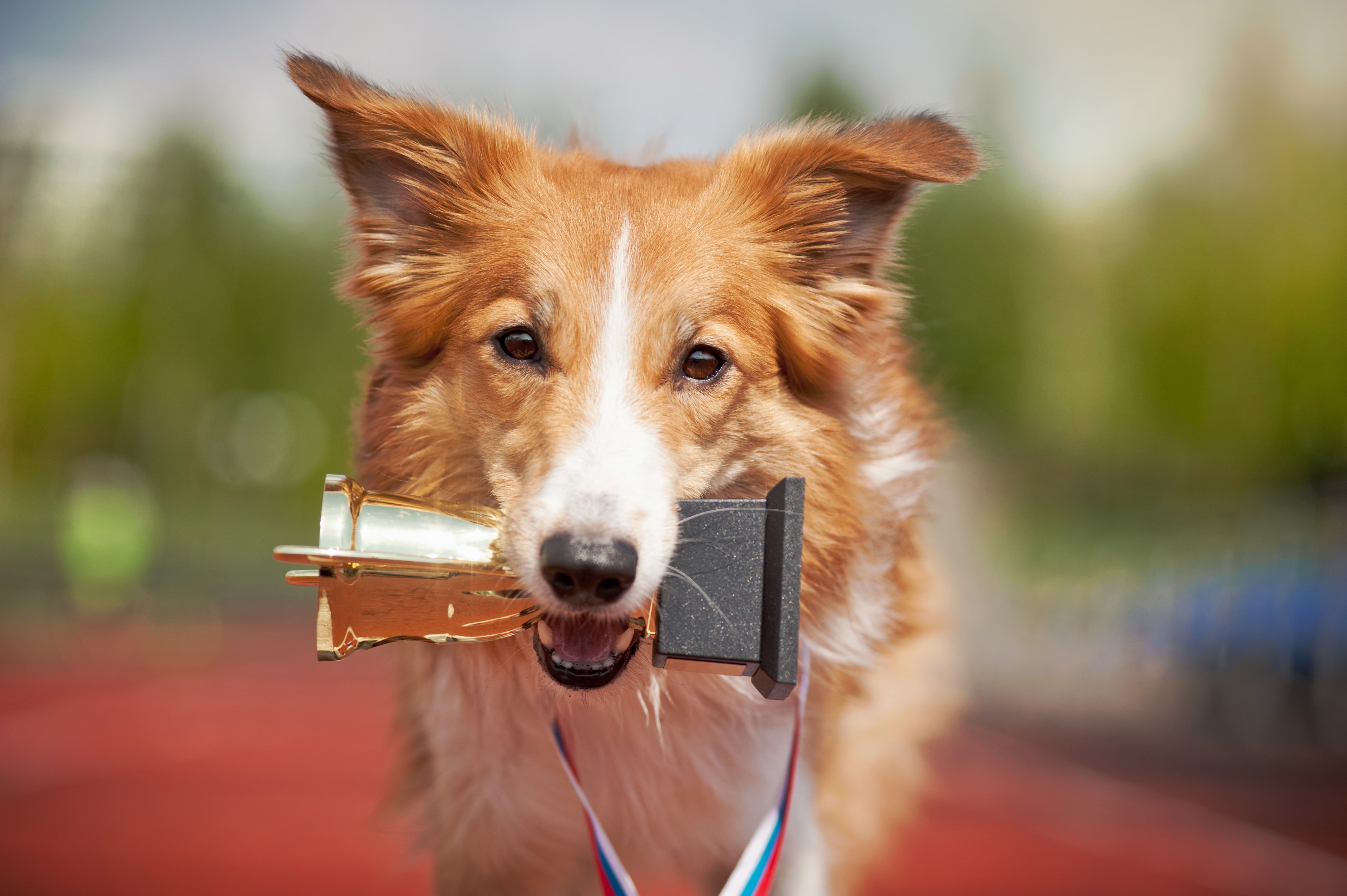 Sassy Lassie, The Rough Collie Guide Dog