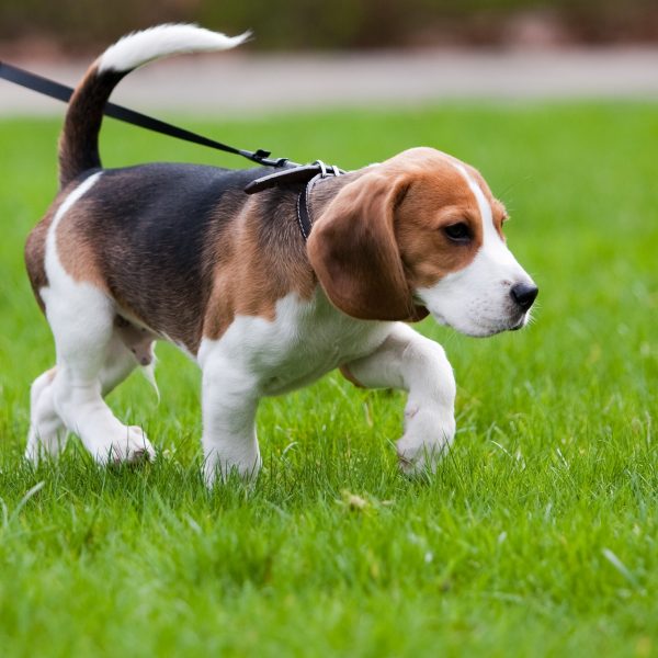 beagle puppy on a leash walking on grass