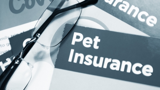 Should Pet Owners Get Pet Insurance?