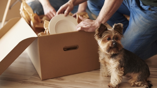 5 Tips for Moving with a Dog