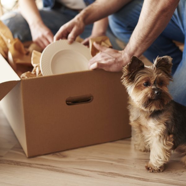 yorkshire terrier sitting next to a moving box