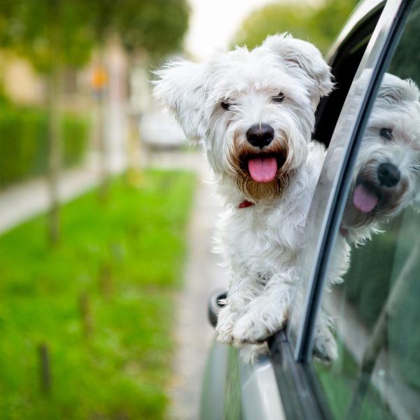 virginia dog-friendly travel guide - maltese looking out car window