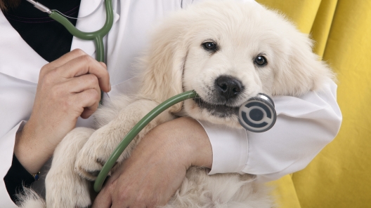 What to Know About Pica in Dogs