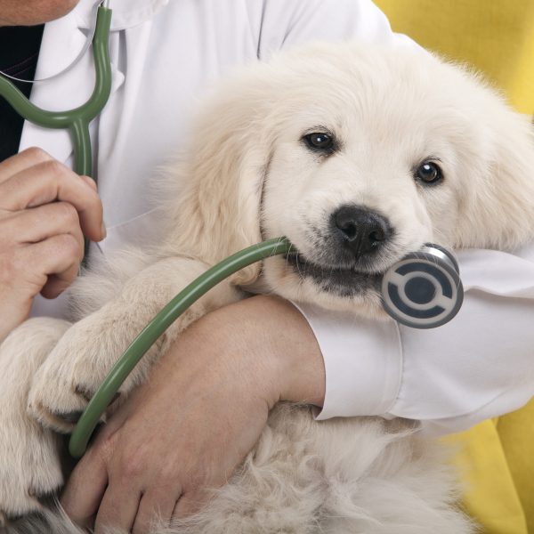 golden retriever puppy in the vet's arms with stethoscope in its mouth