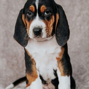 Treeing Walker Coonhound