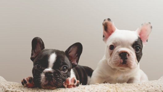 Why are French Bulldogs so Expensive?