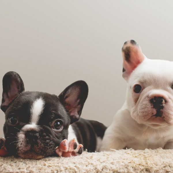 two french bulldog puppies