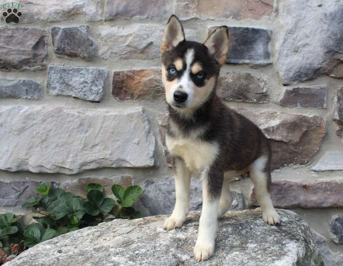 Alaskan Klee Kai-DOG-Male-Red / White-4102254-My Next Puppy