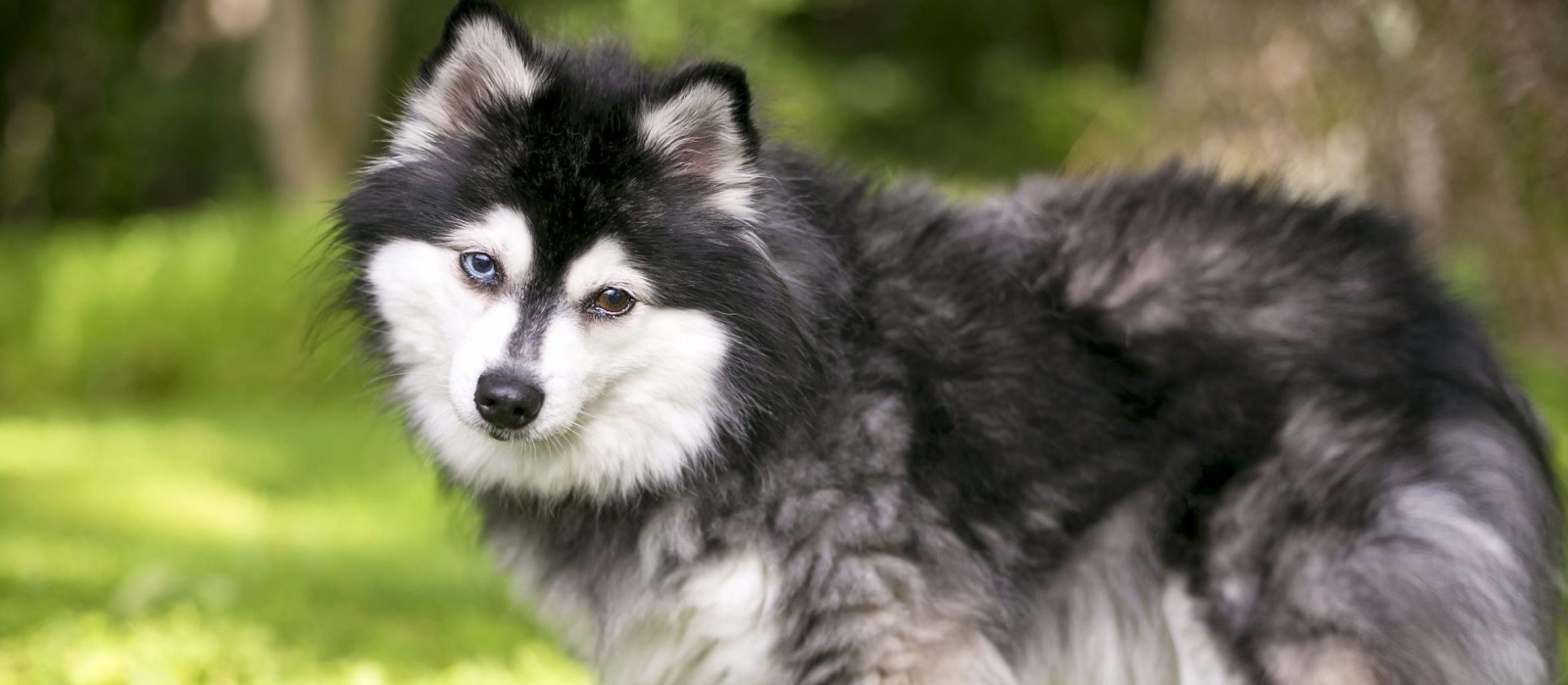 Alaskan Klee Kai Dog Breed Information and Pictures