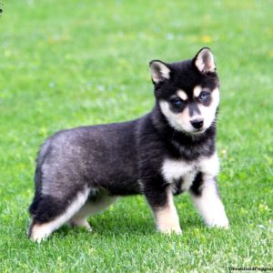 Alaskan Klee Kai