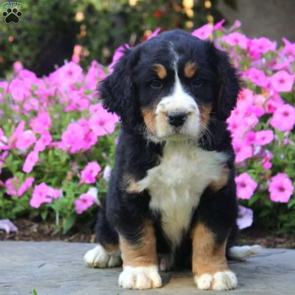 Christopher - Bernese Springer Spaniel Puppy For Sale in Pennsylvania