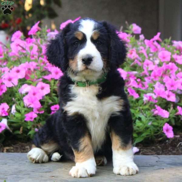 Craig - Bernese Springer Spaniel Puppy For Sale in Pennsylvania