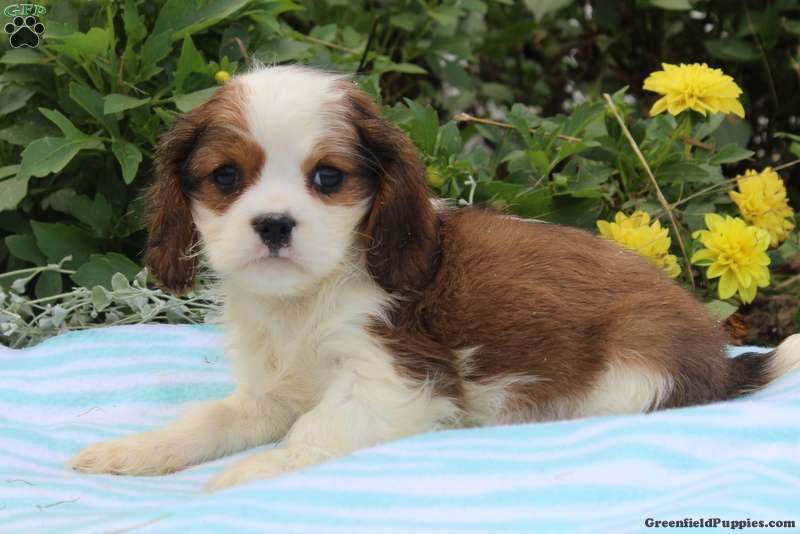 Snoopy - Cava-Tzu Puppy For Sale in Pennsylvania