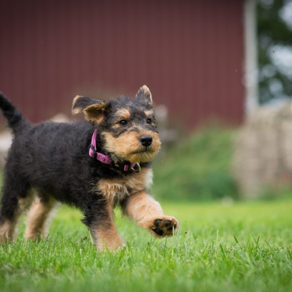 airedale terrier puppy running in the grass