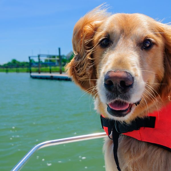closeup of a golden retriever wearing a life jacket on a boat