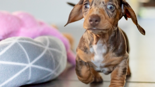 4 Common Mistakes People Make When Bringing a New Dog Home