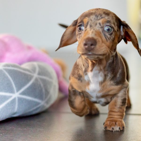 dachshund puppy in new home
