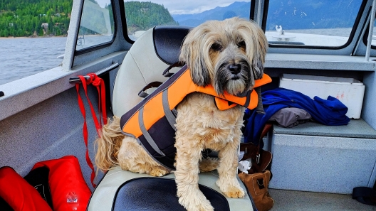 5 Boat Safety Tips for Dogs