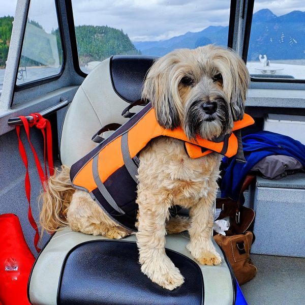 dog in a lifejacket sitting on a boat