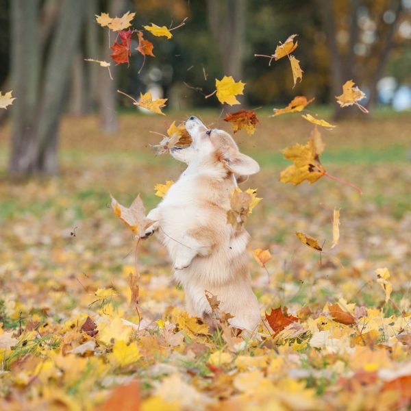 fall dog products - corgi puppy playing in fall leaves