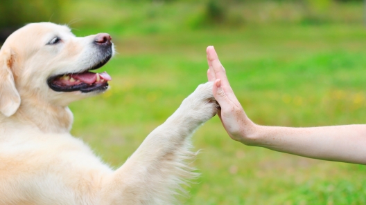 8 Ways Dogs Can Improve Our Health