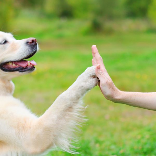 golden retriever high fiving human hand