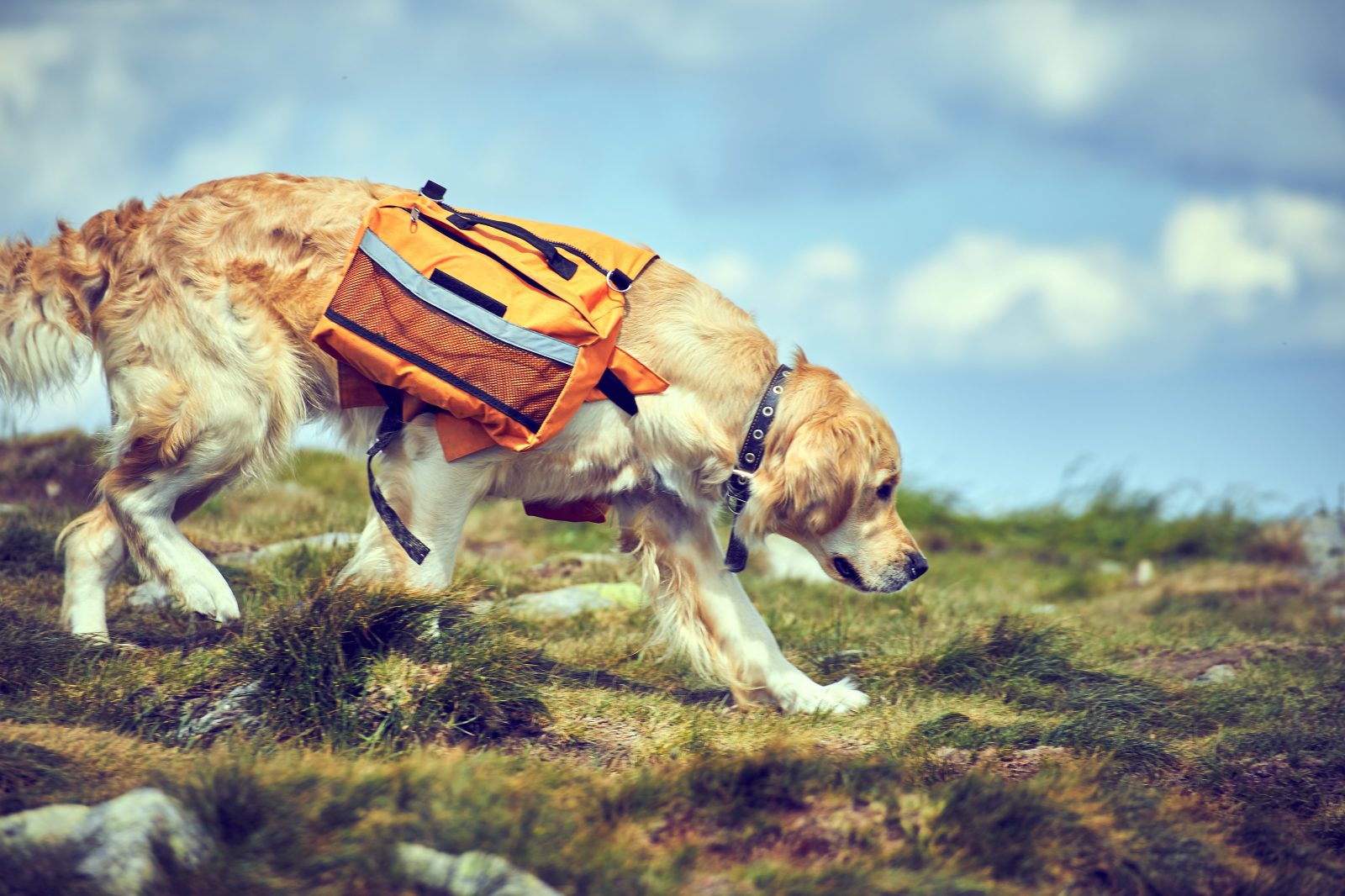 Golden store retriever backpack