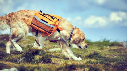 Dos and Don’ts of Dog Backpacks