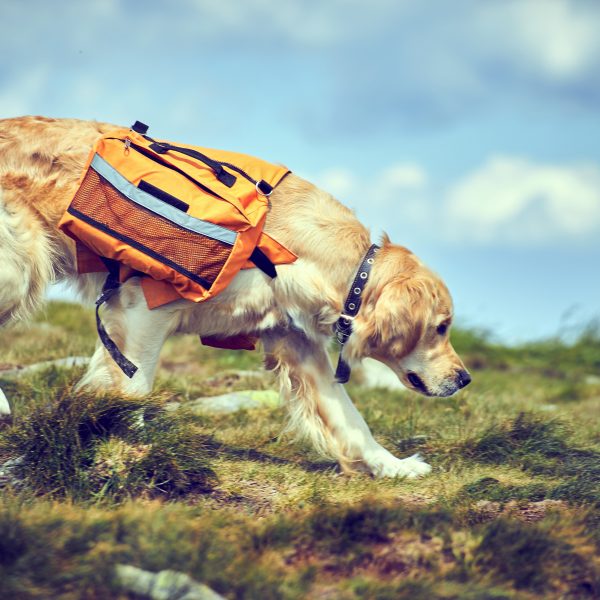 golden retriever wearing a dog backpack