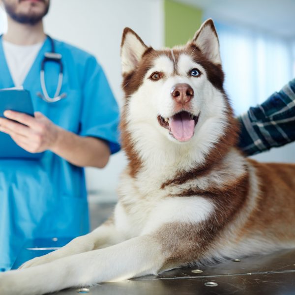 husky at the vet