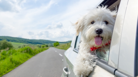Illinois Dog-Friendly Travel Guide