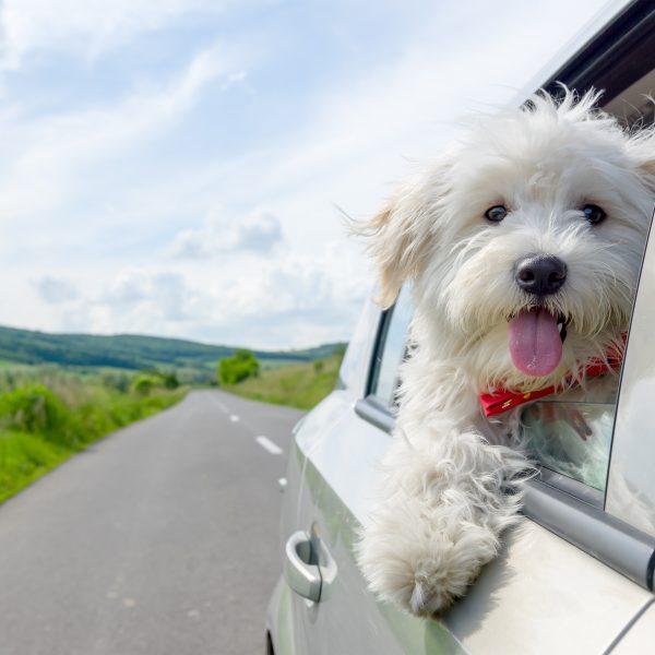 illinois dog-friendly travel guide - bichon frise looking out car window