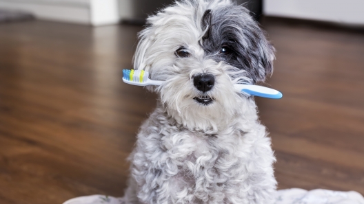 Guide to Dental Care for Dogs