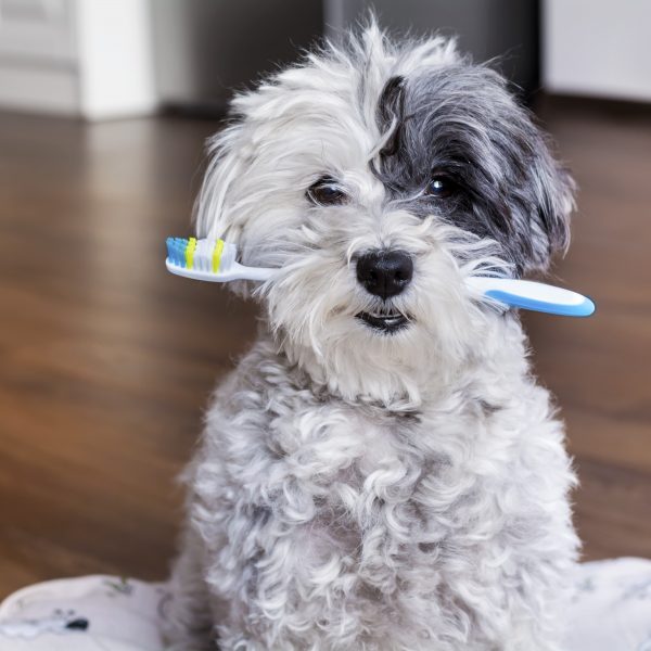 poodle dog with tootbrush in mouth