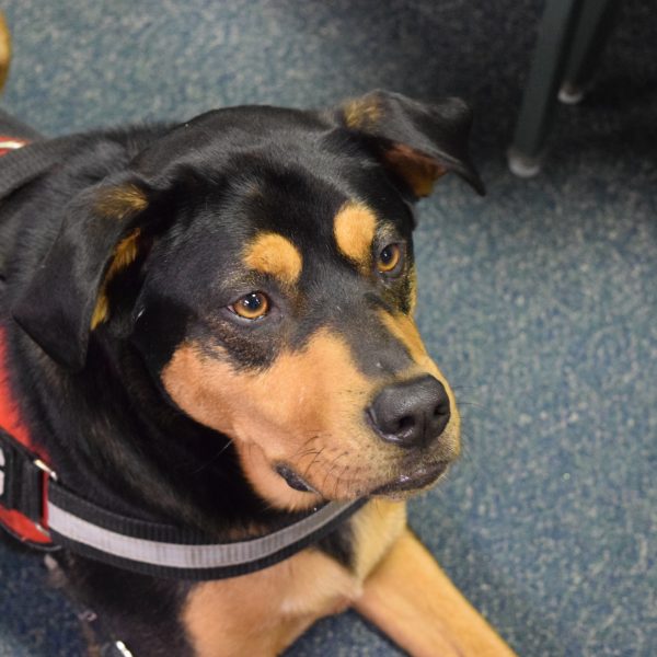 rottweiler wearing a service dog vest