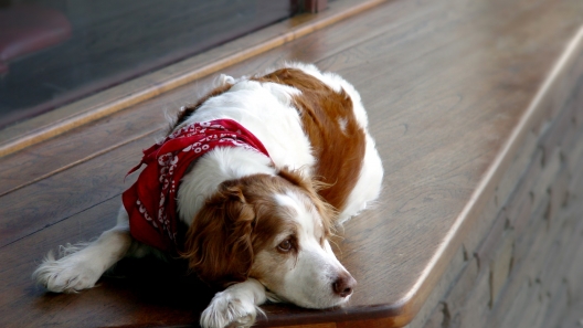 What to do When Your Dog Has Separation Anxiety