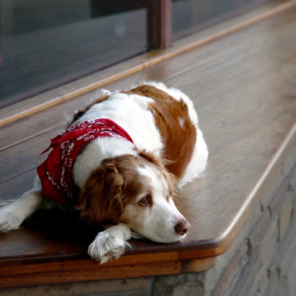 spaniel dog lying down and looking a little sad