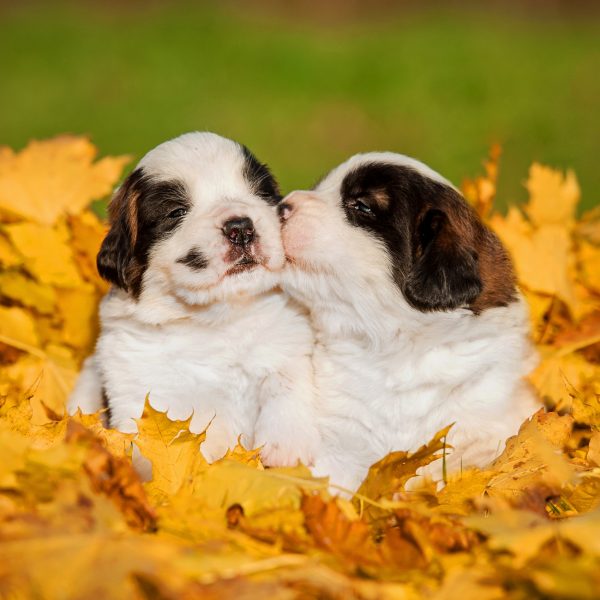 two saint bernard puppies sitting in a pile of fall leaves