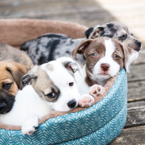 4 terrier mix puppies sharing a dog bed