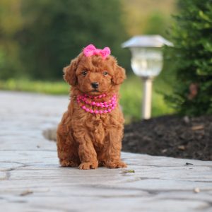 Country Lane Paws ~ Shannah Weaver, Mini Poodle-Dachshund-Fox Red Labrador Breeder