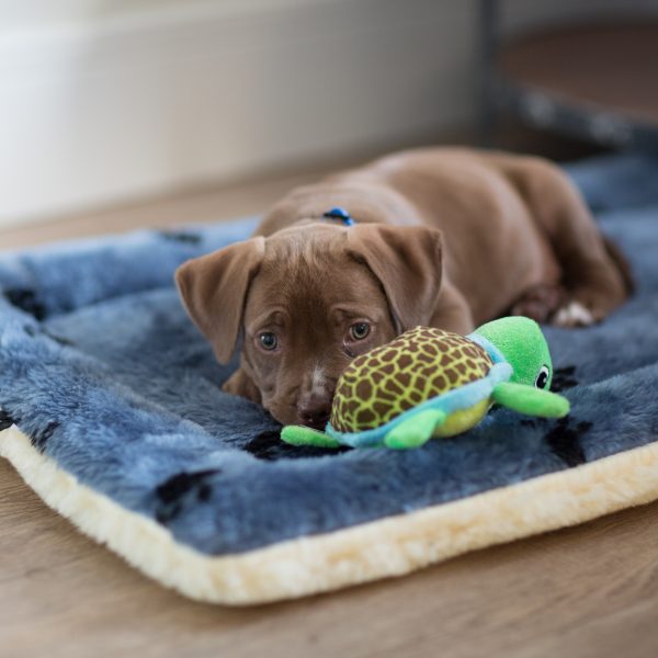 brown puppy lying on a dog bed with a toy