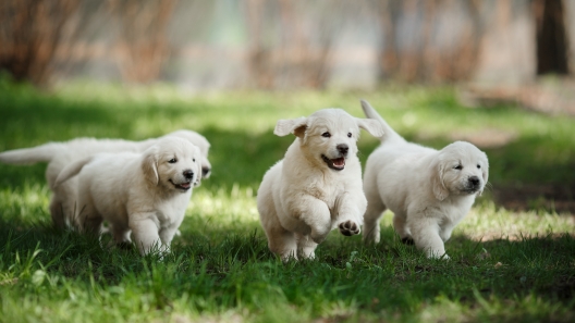 3 Things to Look for When Buying a Puppy