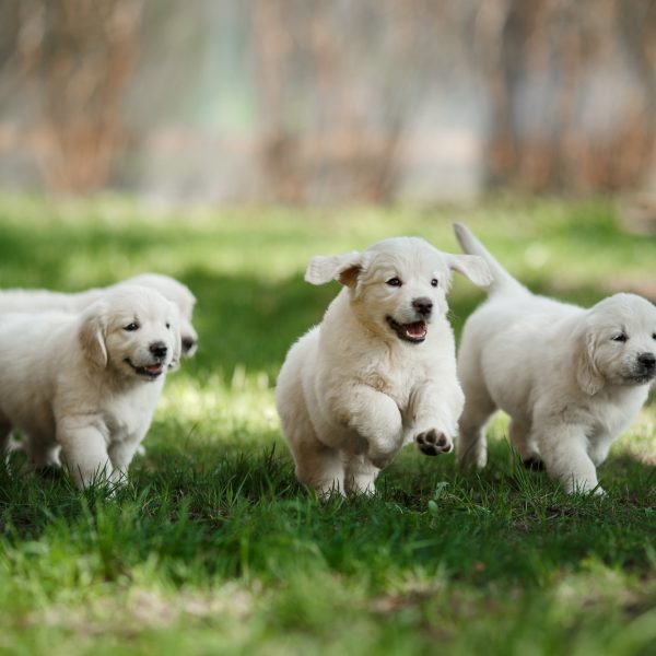 english cream golden retriever puppies running through the grass