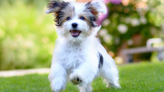 5 Best Ways to Make Your Dog Happy