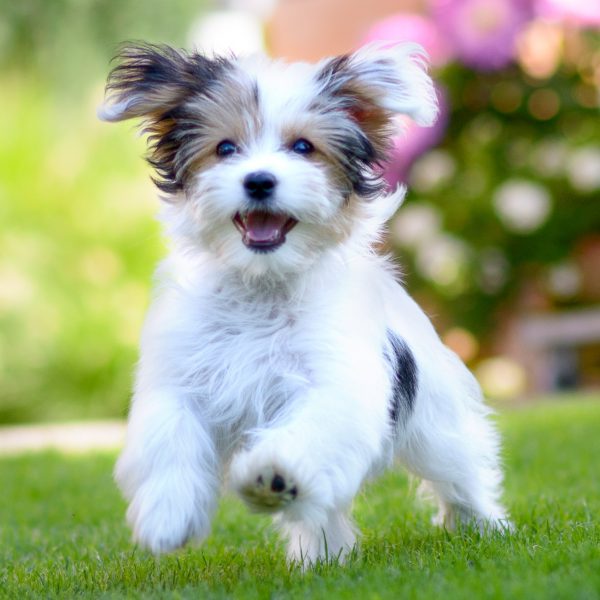 happy puppy playing in the grass