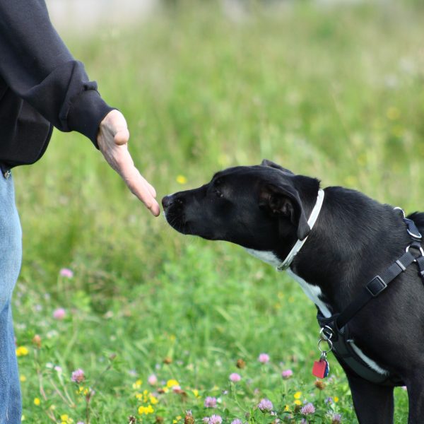 person holding hand out for black dog to sniff