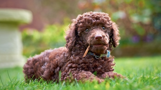 Are There Really Hypoallergenic Dog Breeds?